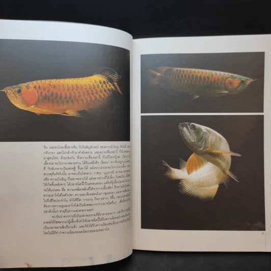 สายพันธุ์และการเพาะเลี้ยง Arowana ปลามังกร - ชลสิทธิ์ รูปที่ 11