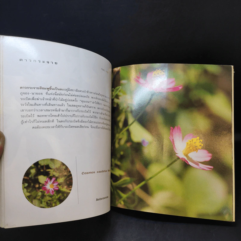 เล่าเรื่องดอกไม้ - ชัชฎา วงศ์ทองสงวน รูปที่ 13