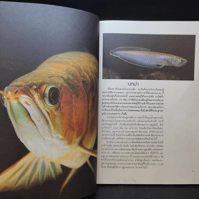 สายพันธุ์และการเพาะเลี้ยง Arowana ปลามังกร - ชลสิทธิ์ รูปที่ 10