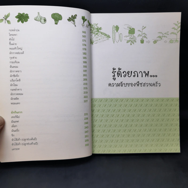ปลูกผัก กินเอง แบ่งได้ ขายด้วย รูปที่ 11