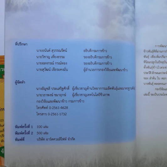 พันธุ์ข้าวรับรองที่นิยมปลูกในปัจจุบัน รูปที่ 9
