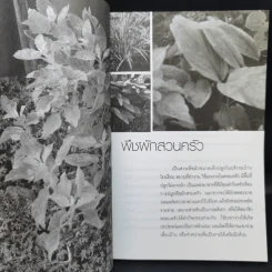 การปลูกพืชผักสวนครัว - อ.วิเชษฐ ค้าสุวรรณ รูปที่ 10