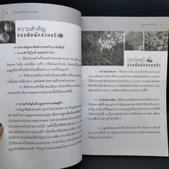 การปลูกพืชผักสวนครัว - อ.วิเชษฐ ค้าสุวรรณ รูปที่ 11