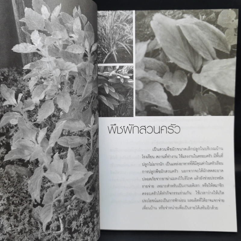 การปลูกพืชผักสวนครัว - อ.วิเชษฐ ค้าสุวรรณ รูปที่ 10