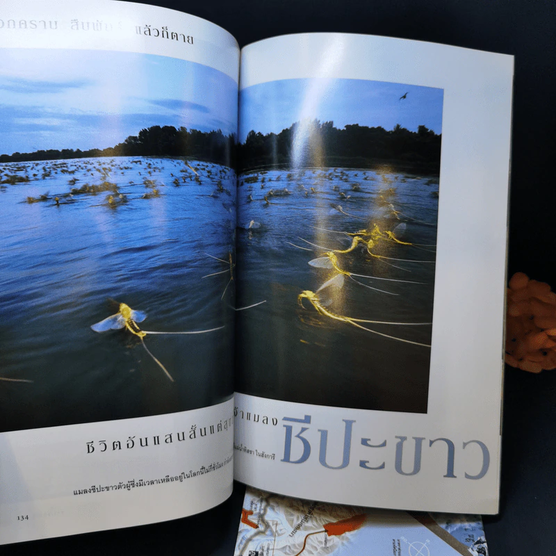 National Geographic พ.ค.2546 50 ปีหลังการพิชิตเอเวอเรสต์ รูปที่ 12