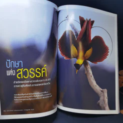 National Geographic ก.ค.2550 มาลาเรีย มหันตภัยในกระแสเลือด รูปที่ 12