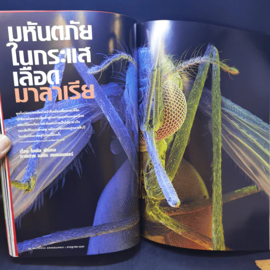 National Geographic ก.ค.2550 มาลาเรีย มหันตภัยในกระแสเลือด รูปที่ 11