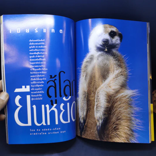 National Geographic ก.ย.2545 เมียร์แคต ยืนหยัดสู้โลก รูปที่ 12