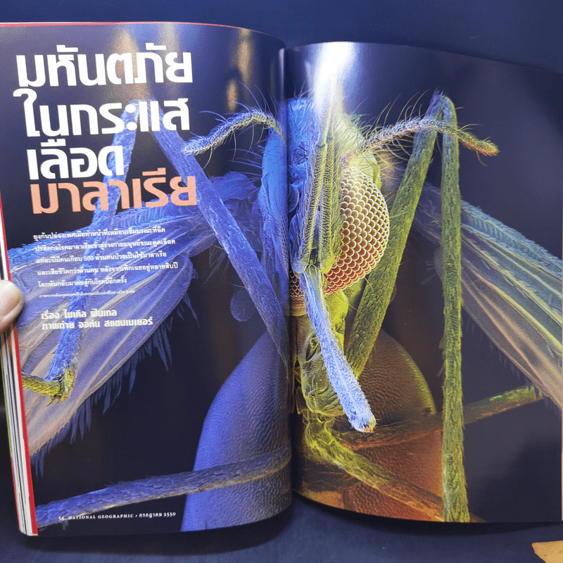 National Geographic ก.ค.2550 มาลาเรีย มหันตภัยในกระแสเลือด รูปที่ 11