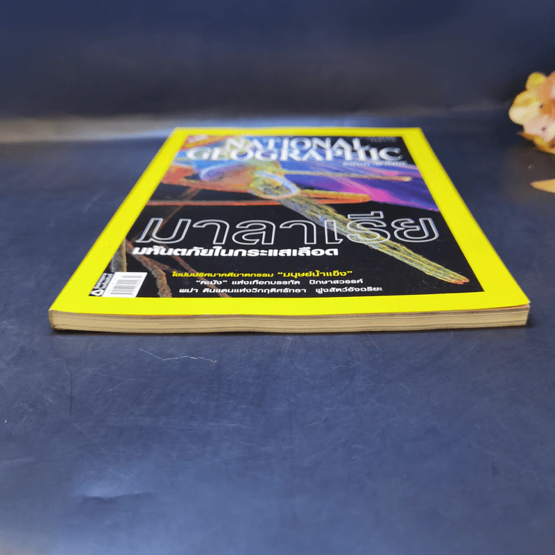 National Geographic ก.ค.2550 มาลาเรีย มหันตภัยในกระแสเลือด รูปที่ 4