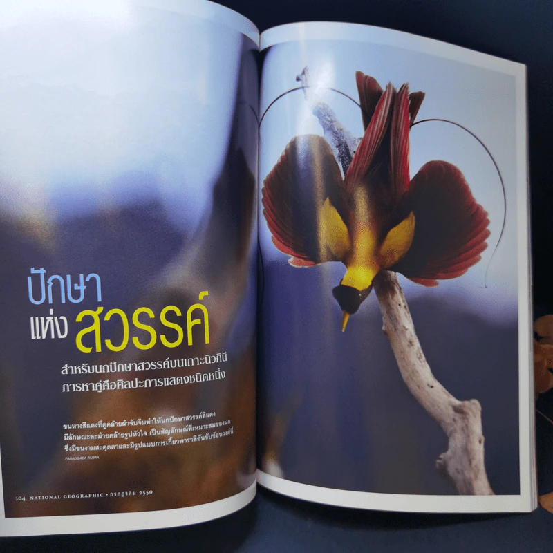 National Geographic ก.ค.2550 มาลาเรีย มหันตภัยในกระแสเลือด รูปที่ 12