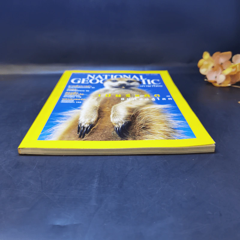 National Geographic ก.ย.2545 เมียร์แคต ยืนหยัดสู้โลก รูปที่ 4