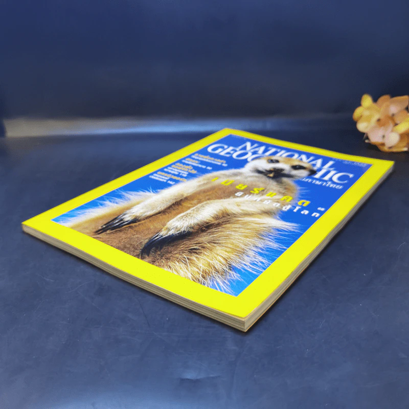National Geographic ก.ย.2545 เมียร์แคต ยืนหยัดสู้โลก รูปที่ 7