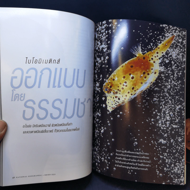 National Geographic เม.ย.2551 กะเหรี่ยงคอยาว มนุษย์หรือสินค้า รูปที่ 13