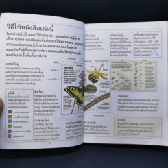 ชุด แหล่งความรู้คู่กาย แมลง รูปที่ 12