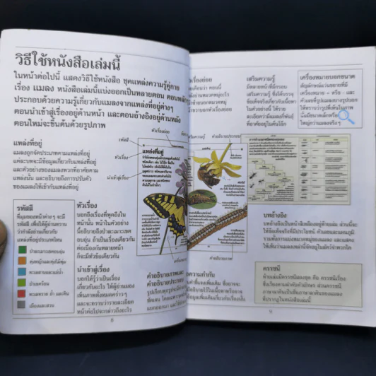ชุด แหล่งความรู้คู่กาย แมลง รูปที่ 12
