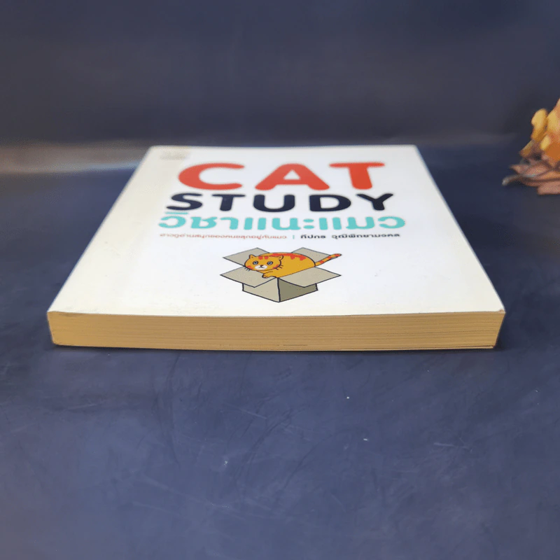 Cat Study วิชาแนะแมว - ทีปกร วุฒิพิทยามงคล รูปที่ 4