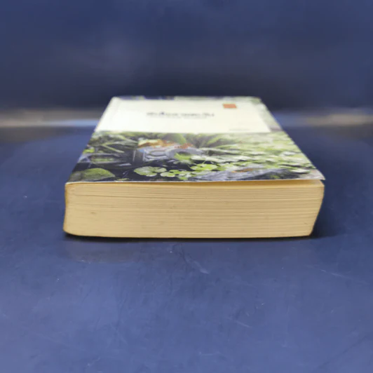 ผีเสื้อลายตะวัน - ดวงตะวัน รูปที่ 4