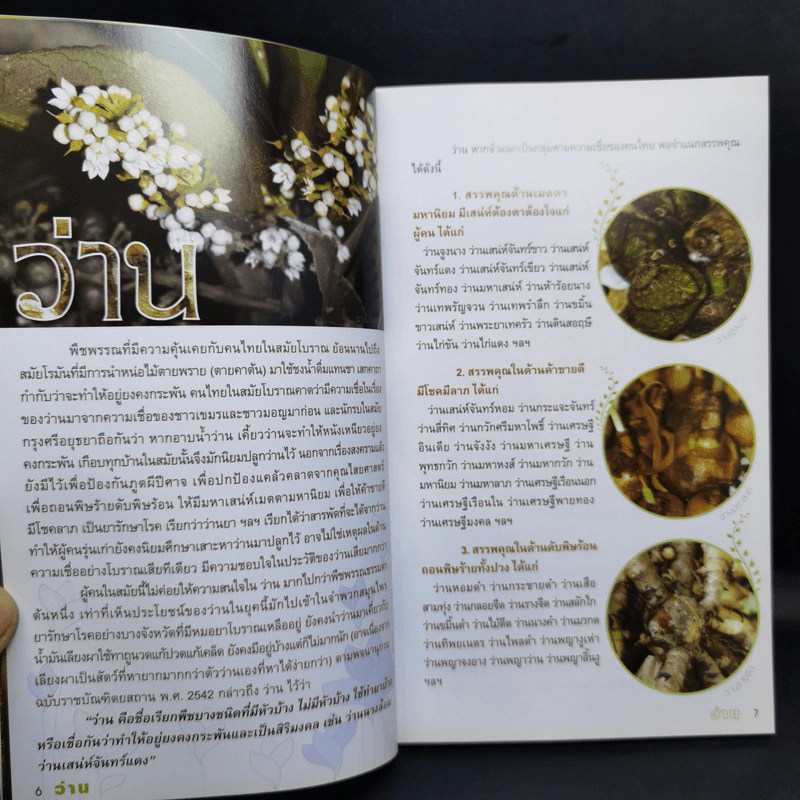 ร้อยพรรณพฤกษา ว่าน - เศรษฐมันตร์ กาญจนกุล รูปที่ 10