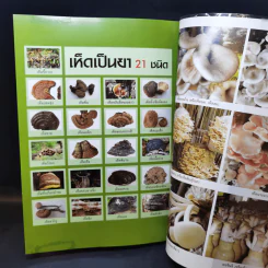 8 เห็ดเป็นยา เห็ดเศรษฐกิจทำเงิน รูปที่ 12