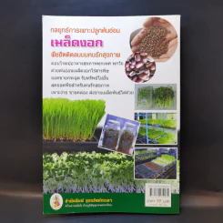 กลยุทธ์การเพาะปลูกต้นอ่อน เมล็ดงอก ผักสุขภาพ เพาะง่าย ขายรวย รูปที่ 2