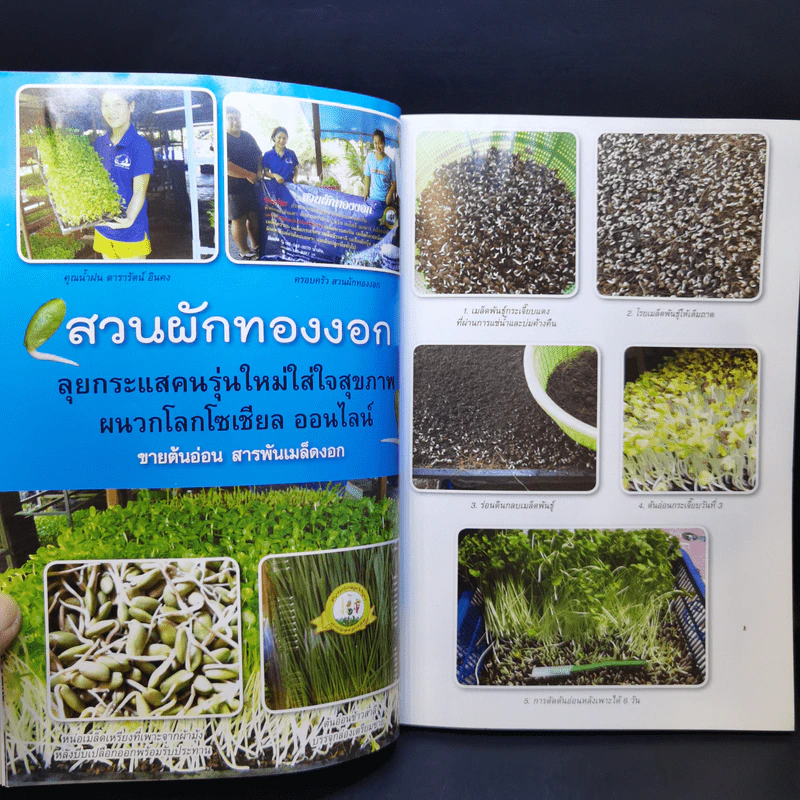 กลยุทธ์การเพาะปลูกต้นอ่อน เมล็ดงอก ผักสุขภาพ เพาะง่าย ขายรวย รูปที่ 10