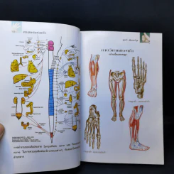 คู่มือหมอประจำครอบครัว ตำราศาสตร์แห่งเท้า - แพทย์จีนสุเชาว์ เพียรเชาว์กุล รูปที่ 12