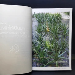 เภสัชโภชนา กินผักให้เป็นยา - ผศ.ภก.ชาญชัย สาดแสงจันทร์ รูปที่ 12