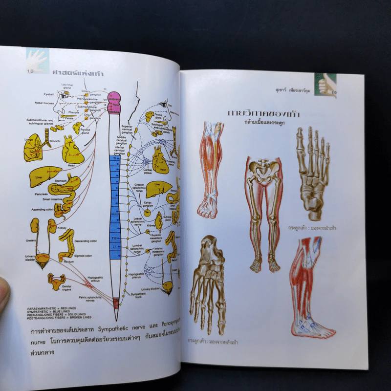 คู่มือหมอประจำครอบครัว ตำราศาสตร์แห่งเท้า - แพทย์จีนสุเชาว์ เพียรเชาว์กุล รูปที่ 12