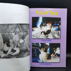 ไก่แจ้ Bantams - รมย์รวินท์ รูปที่ 10