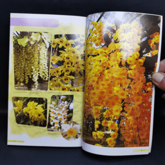 ร้อยพรรณพฤกษา พรรณไม้สีเหลือง - เศรษฐมันตร์ กาญจนกุล รูปที่ 11