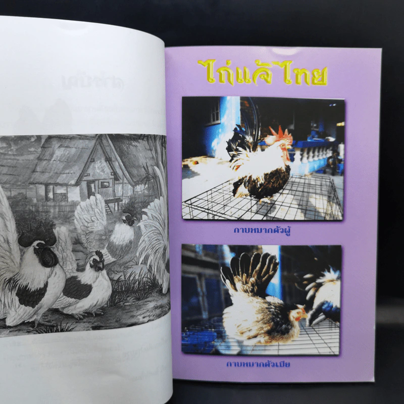 ไก่แจ้ Bantams - รมย์รวินท์ รูปที่ 10
