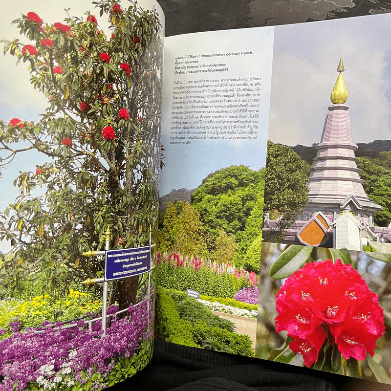ใต้ร่มพฤกษาพระบารมี รูปที่ 8