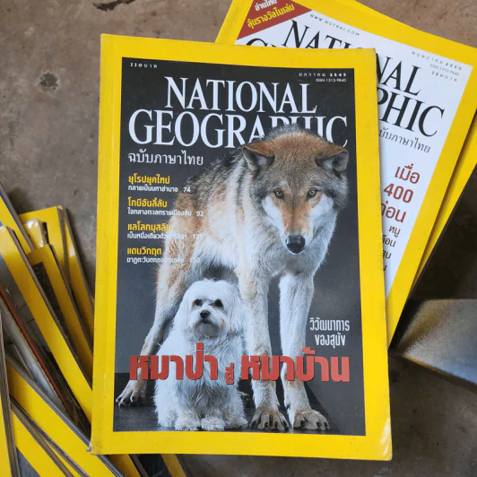 National Geographic ม.ค.2545 หมาป่าสู่หมาบ้าน รูปที่ 1