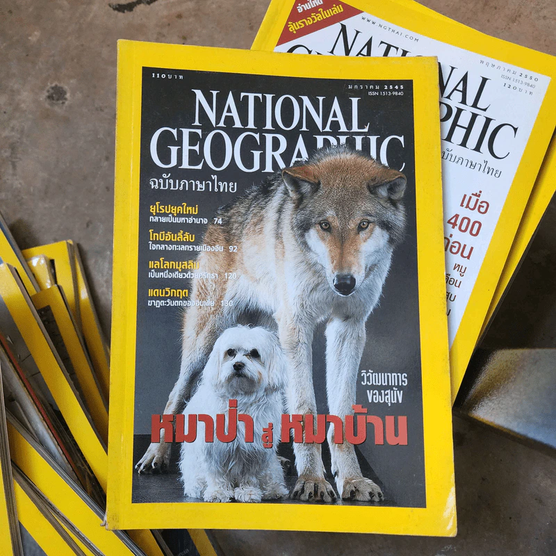 National Geographic ม.ค.2545 หมาป่าสู่หมาบ้าน รูปที่ 1