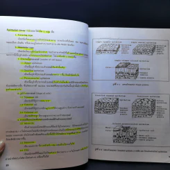 กายวิภาคศาสตร์ของมนุษย์ Human Anatomy รูปที่ 14