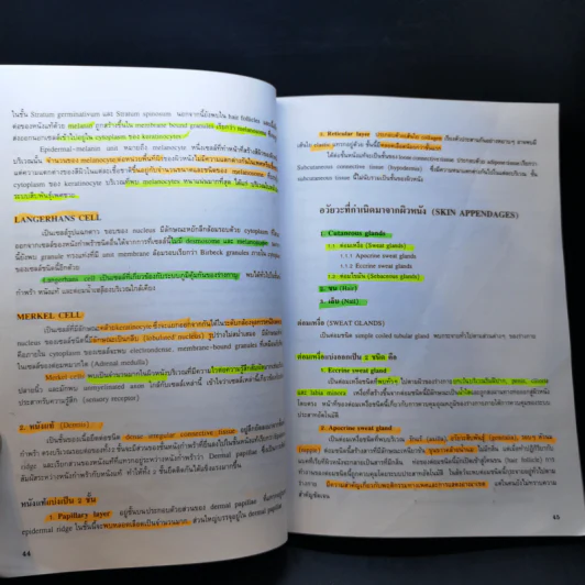 กายวิภาคศาสตร์ของมนุษย์ Human Anatomy รูปที่ 17