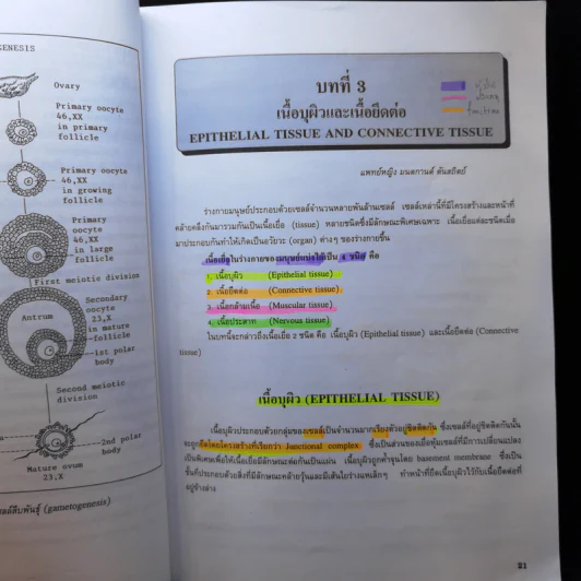 กายวิภาคศาสตร์ของมนุษย์ Human Anatomy รูปที่ 13