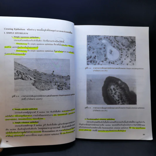 กายวิภาคศาสตร์ของมนุษย์ Human Anatomy รูปที่ 15