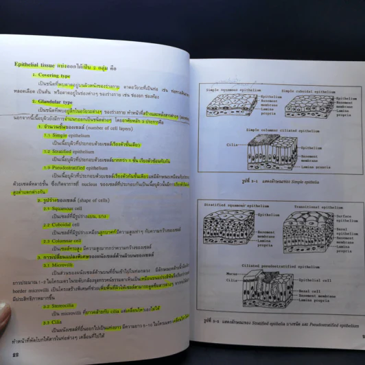 กายวิภาคศาสตร์ของมนุษย์ Human Anatomy รูปที่ 14