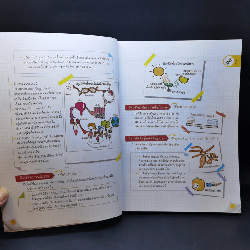 Lecture สรุปเข้มชีวะ ม.ปลาย รูปที่ 11