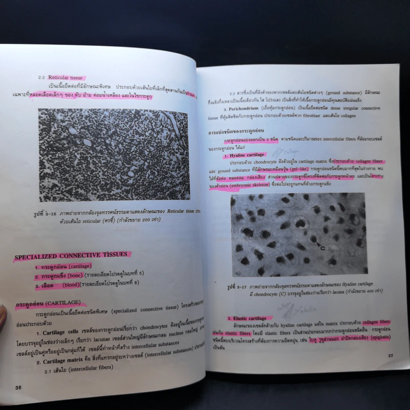 กายวิภาคศาสตร์ของมนุษย์ Human Anatomy รูปที่ 16