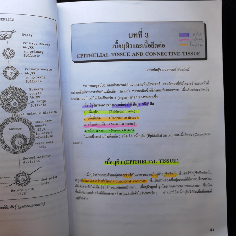 กายวิภาคศาสตร์ของมนุษย์ Human Anatomy รูปที่ 13