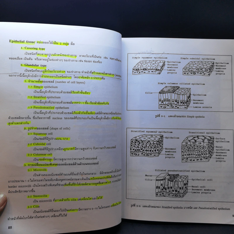 กายวิภาคศาสตร์ของมนุษย์ Human Anatomy รูปที่ 14