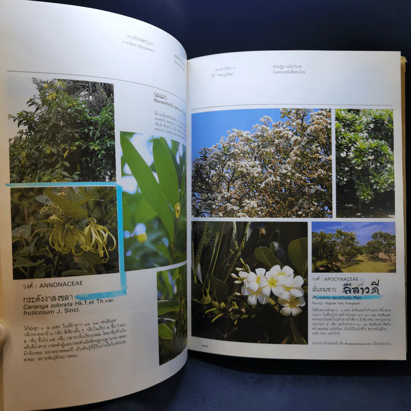พรรณไม้ในสวนหลวง ร.9 รูปที่ 13