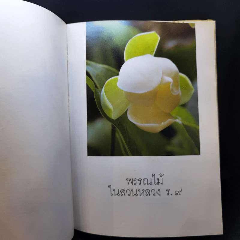 พรรณไม้ในสวนหลวง ร.9 รูปที่ 10