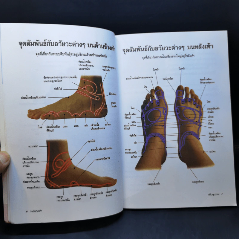 การนวดเท้าเพื่อสุขภาพและรักษาโรค รูปที่ 10