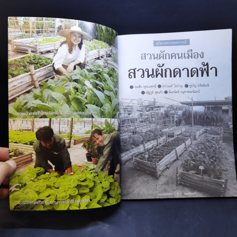 สวนผักคนเมือง สวนผักดาดผ้า รูปที่ 8