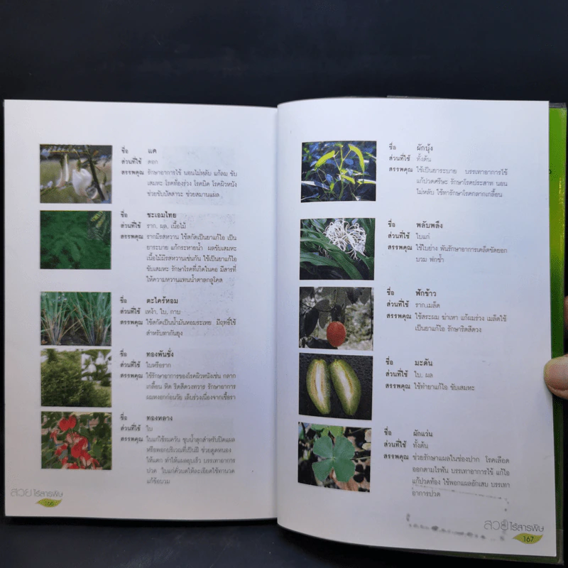 สวยไร้สารพิษ คืนความงามให้กับตัวเองด้วยสมุนไพรไทย รูปที่ 12