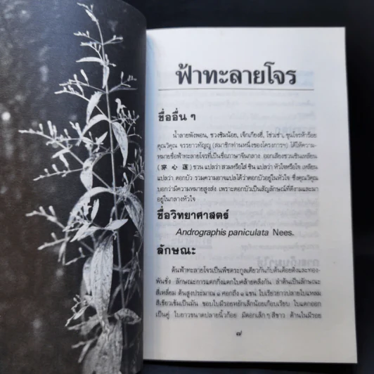 ฟ้าทะลายโจร รูปที่ 11